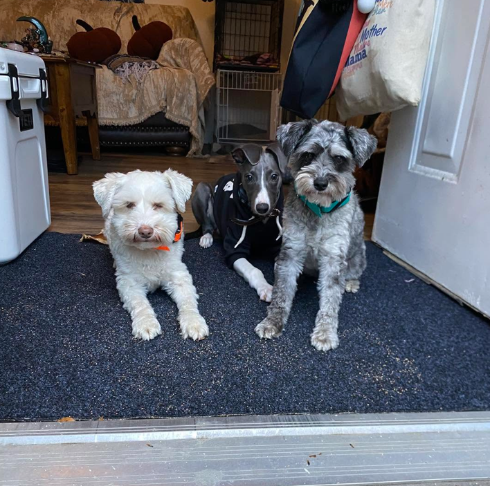 Three dogs trained by CHP K9 — a terrier, a whippet, and a schnauzer — sitting calmly together on a doormat